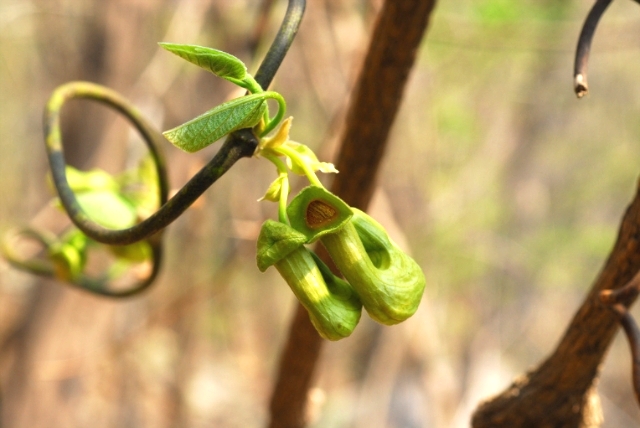 ����ũ��� ����