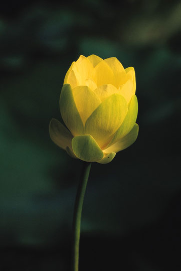 ����ũ��� ����