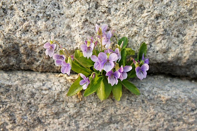 ����ũ��� ����