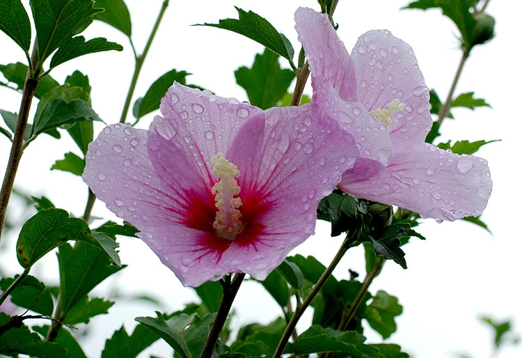 ����ũ��� ����