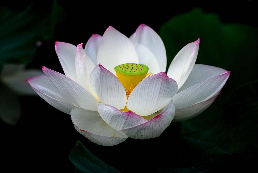 ����ũ��� ����