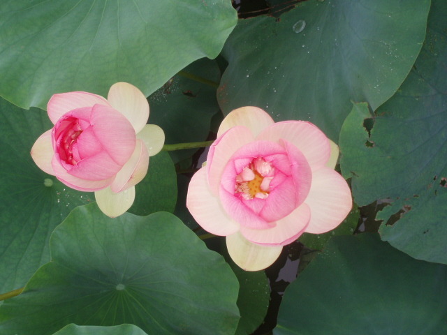 ����ũ��� ����