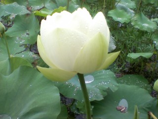 ����ũ��� ����