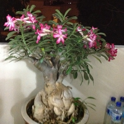 ����ũ��� ����