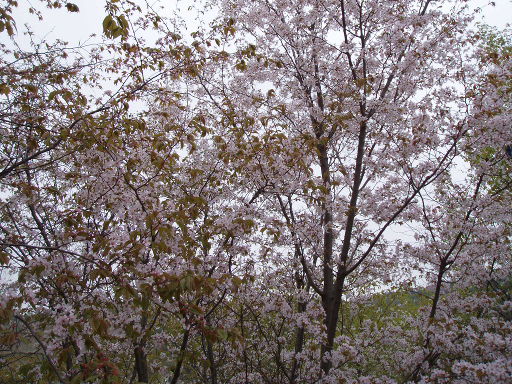 ����ũ��� ����